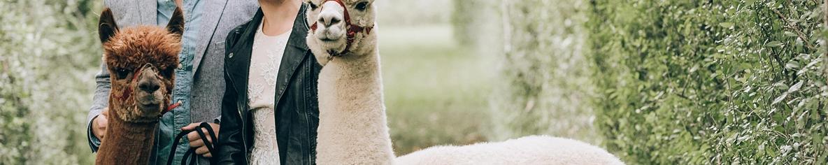 Joyful Autumn Alpaca Engagement Shoot