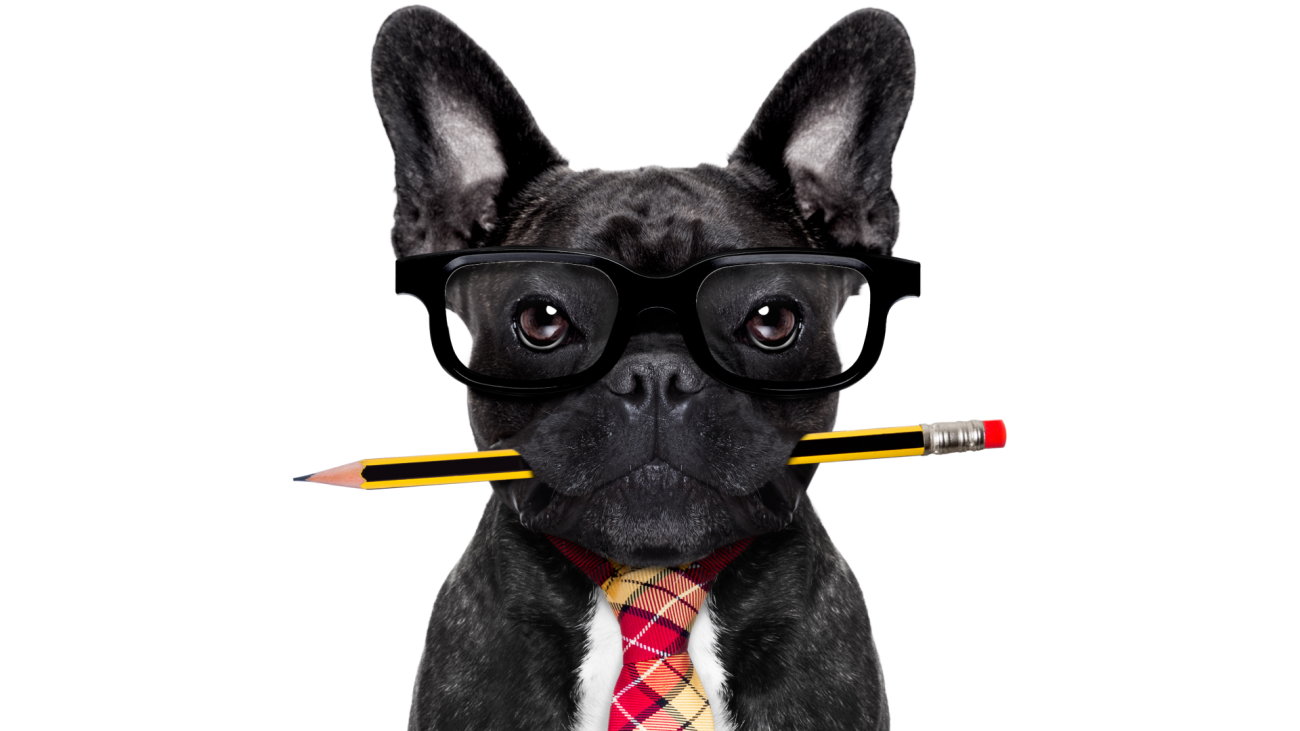 a dog-wearing glasses and a tie while holding pencil in mouth