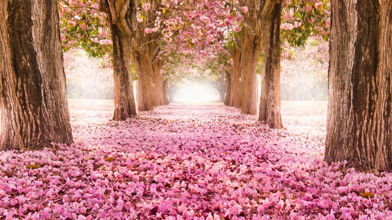 a romantic tunnel of pink flower trees