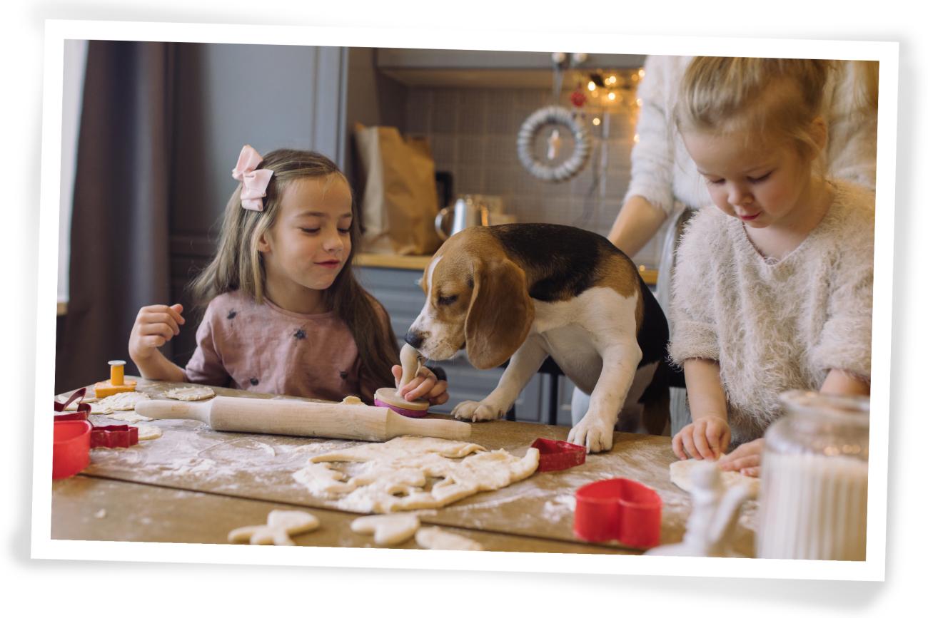 Christmas Photo idea for your dog Barkery