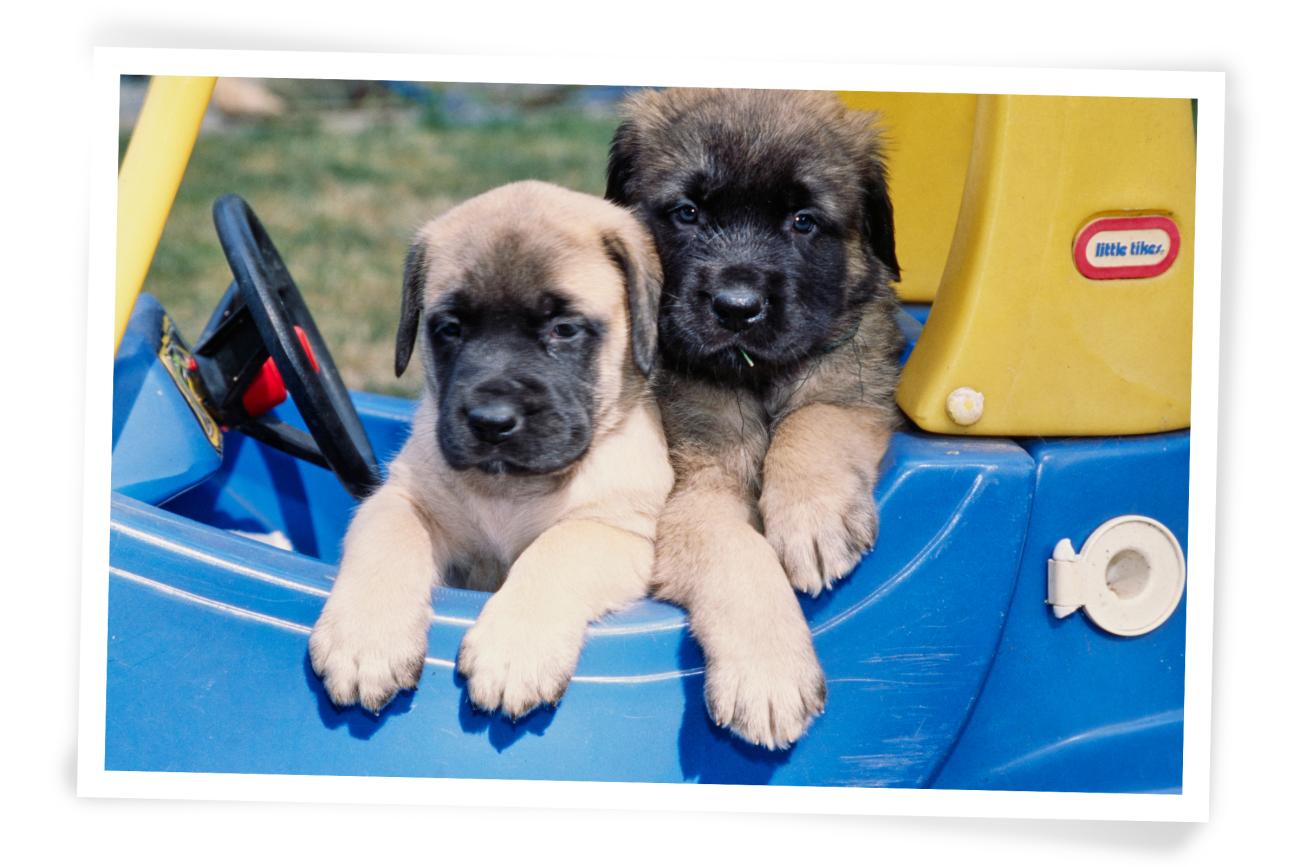 Christmas Photo idea for your dog Toy Car
