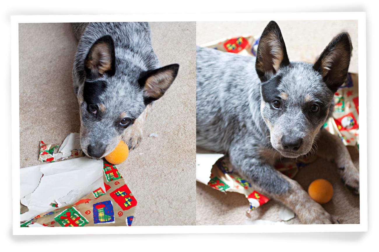 Christmas Photo idea for your dog Naughty or Nice