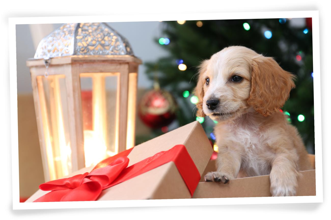 Christmas Photo idea for your dog Present