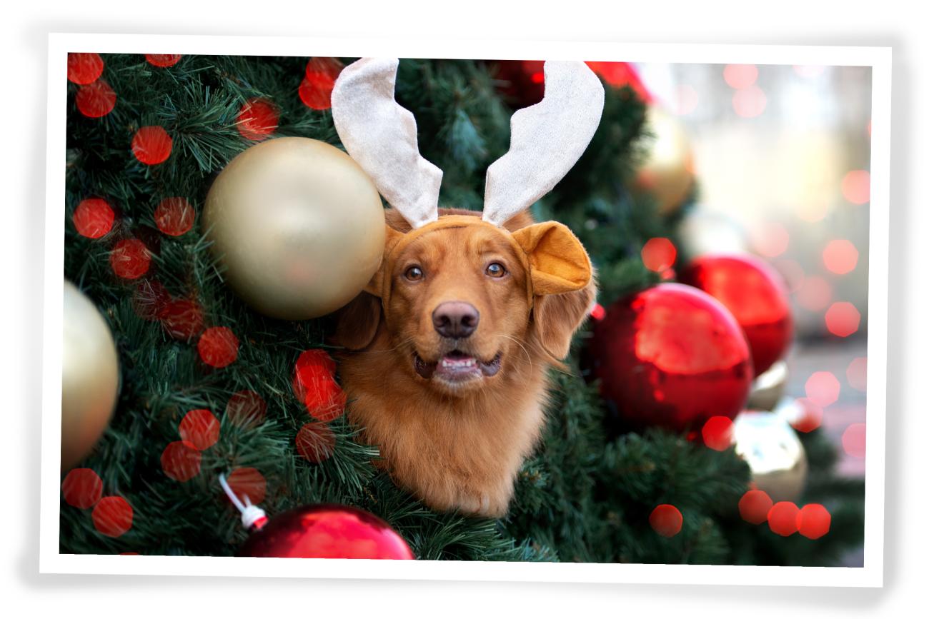Christmas Photo idea for your dog Reindog