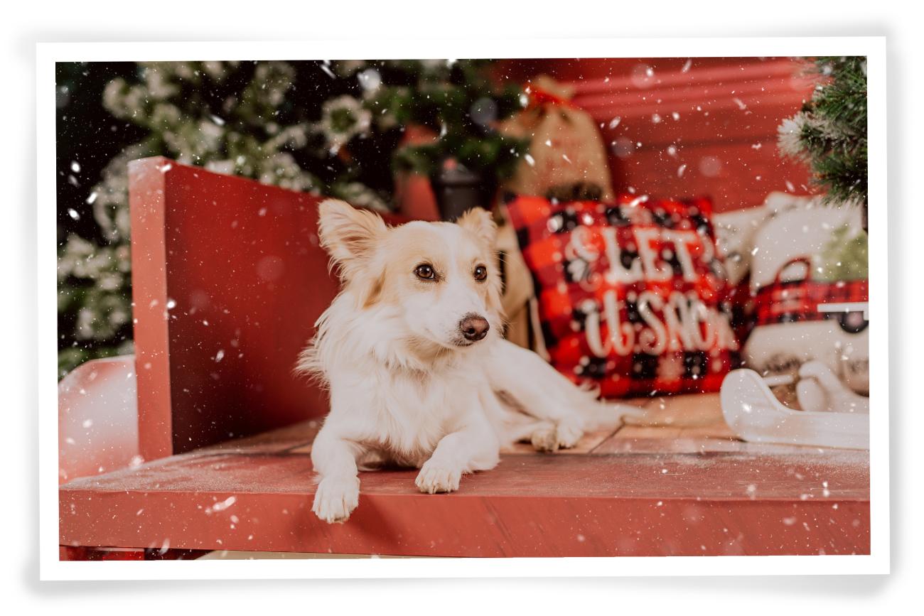 Christmas Photo idea for your dog rustic charm