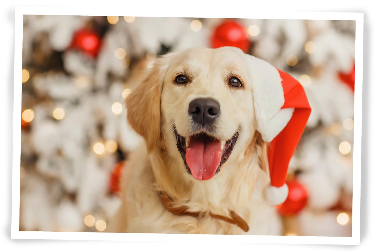 Christmas Photo idea for your dog Santa Hats