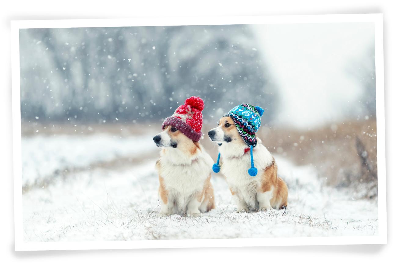 Christmas Photo idea for your dog Snow