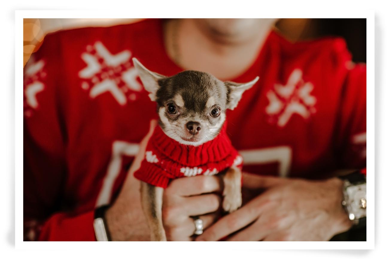 Christmas Photo idea for your dog sweater