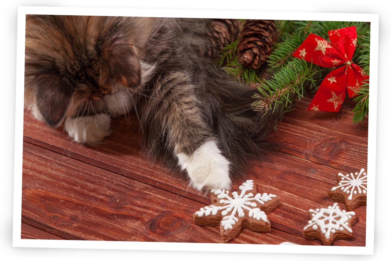 Cat stealing cookies for a photo for Christmas Cards