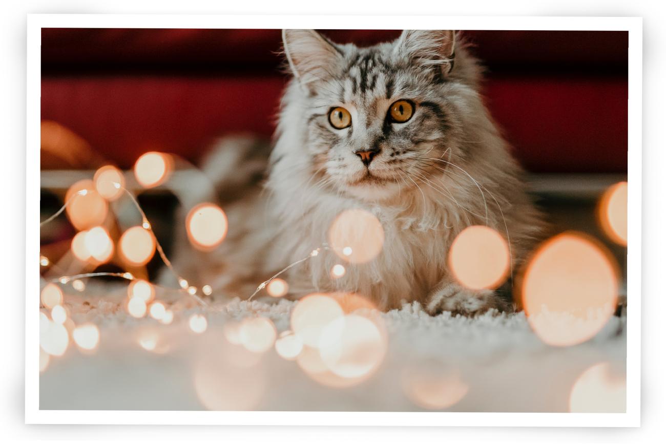 Cat photo with lights for Christmas Cards
