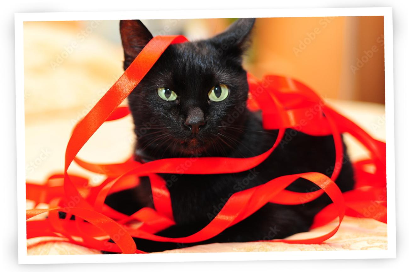 Cat photo with ribbon for Christmas Cards