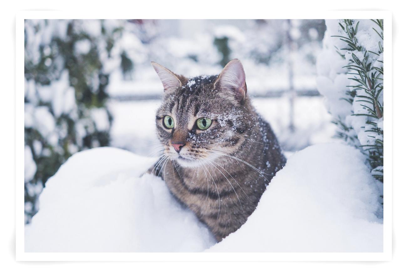 Cat photo in the snow for Christmas Cards