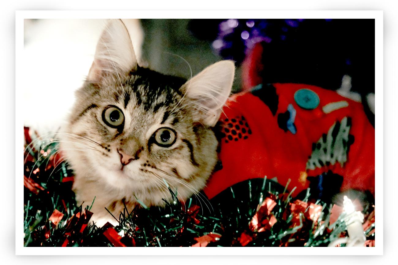 Cat wearing a sweater for Christmas Card photo