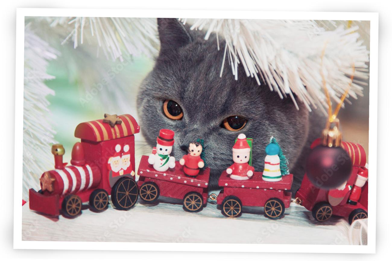 Cat and toy train photo for Christmas Cards