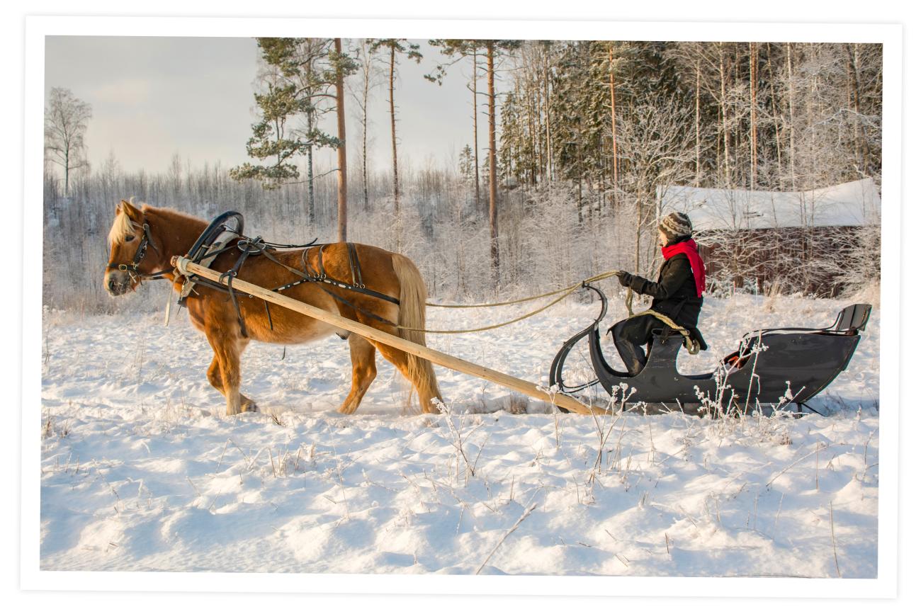 Winter Photo for Graduation Sleigh