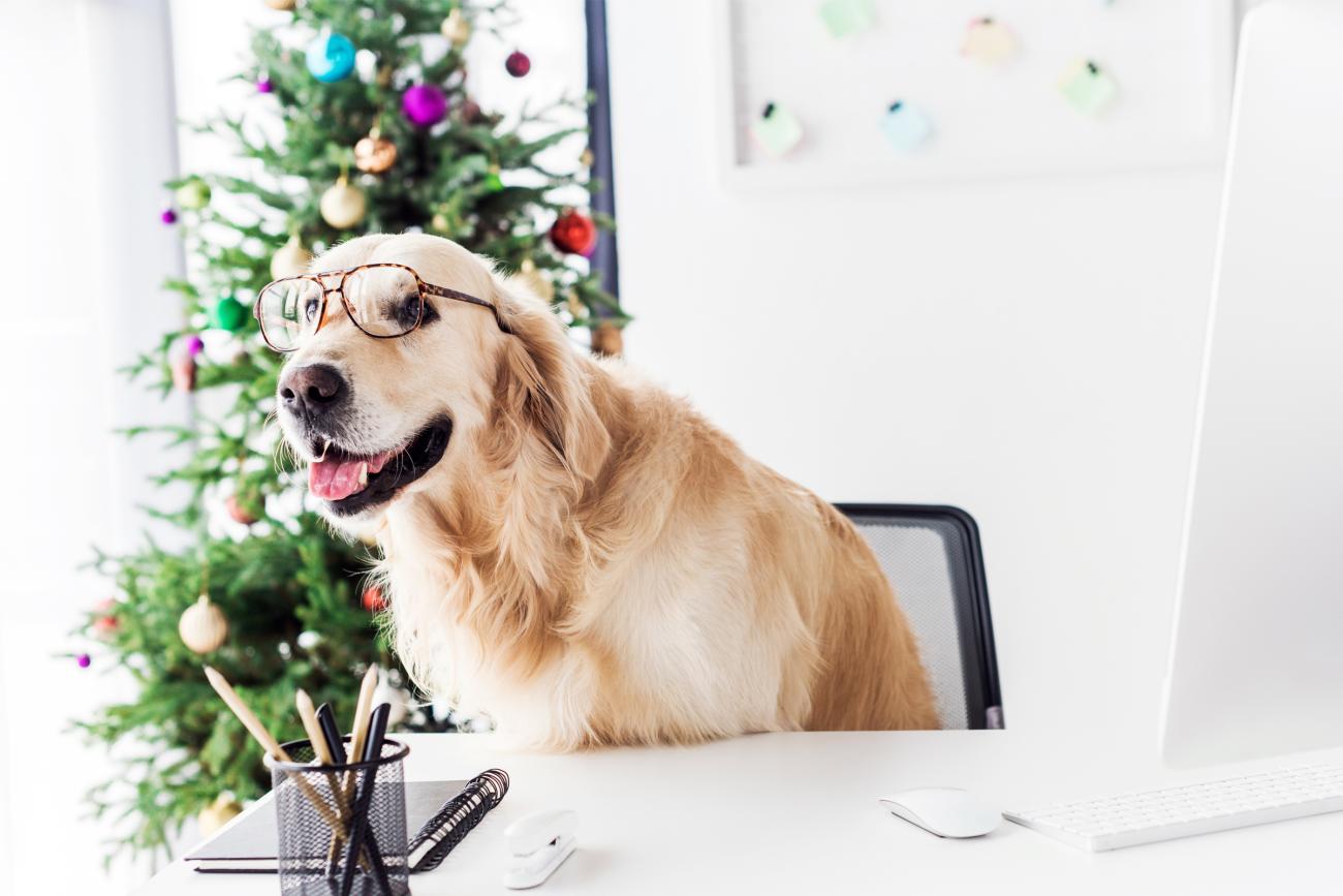 Funny Business Dog Photo