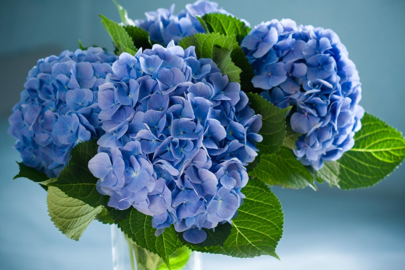 Blue Monochromatic Bouquet