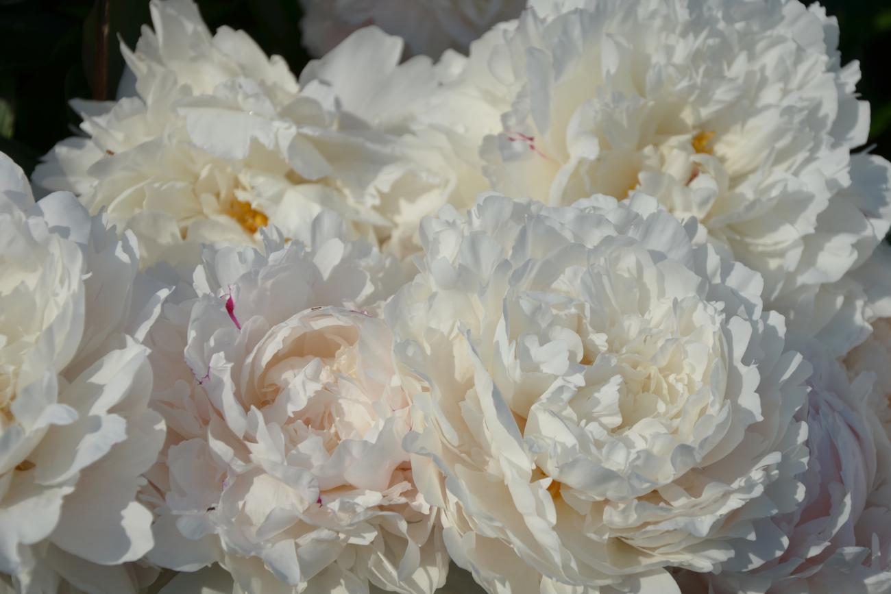 White Monochromatic Bouquet