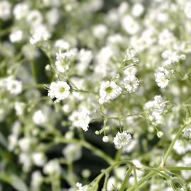 Wildflower - Baby's Breath