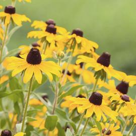 Wildflower - Black Eyed Susan
