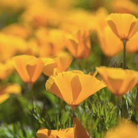 Wildflower - California Poppy