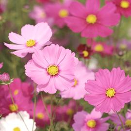 Wildflower - Cosmos