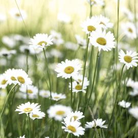 Wildflower - Daisies
