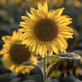 Wildflower - Sunflower