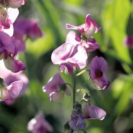Wildflower - Sweet Pea