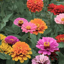 Wildflower - Zinnia