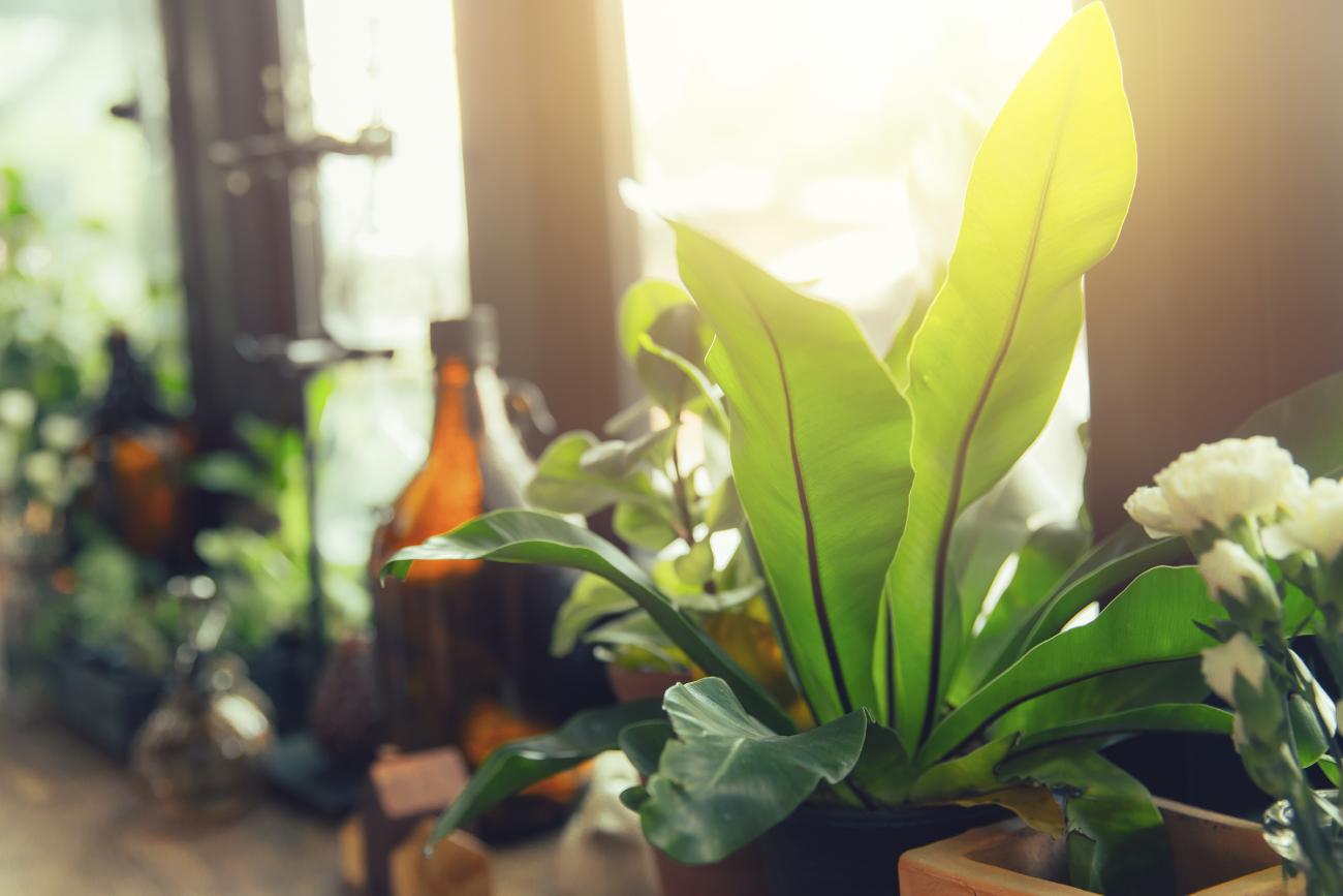 Connect over Plants