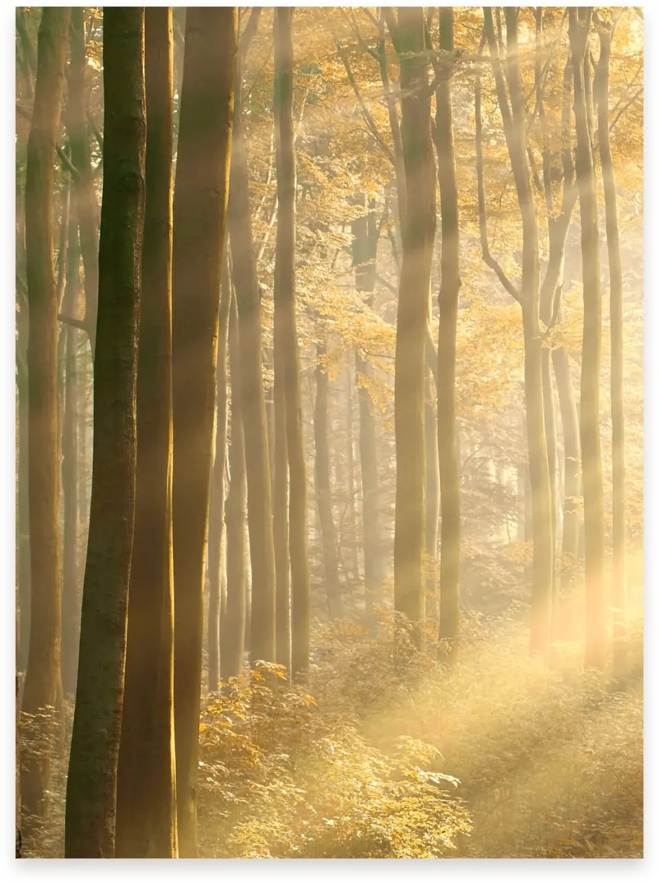 This is a 5¼" x 7.125" Vellum called Carved in Love - Autumn printed in full color