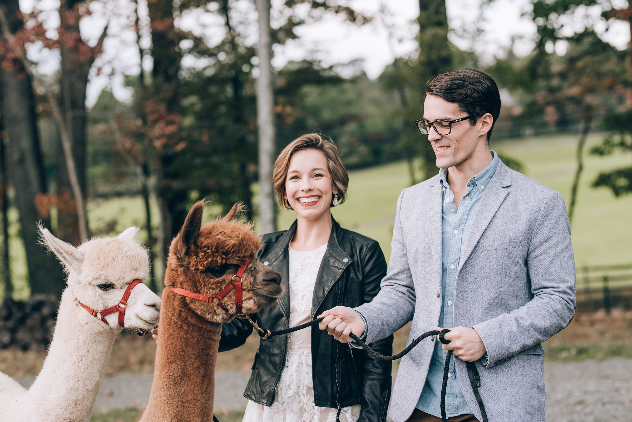 Joyful Autumn Alpaca Engagement Shoot