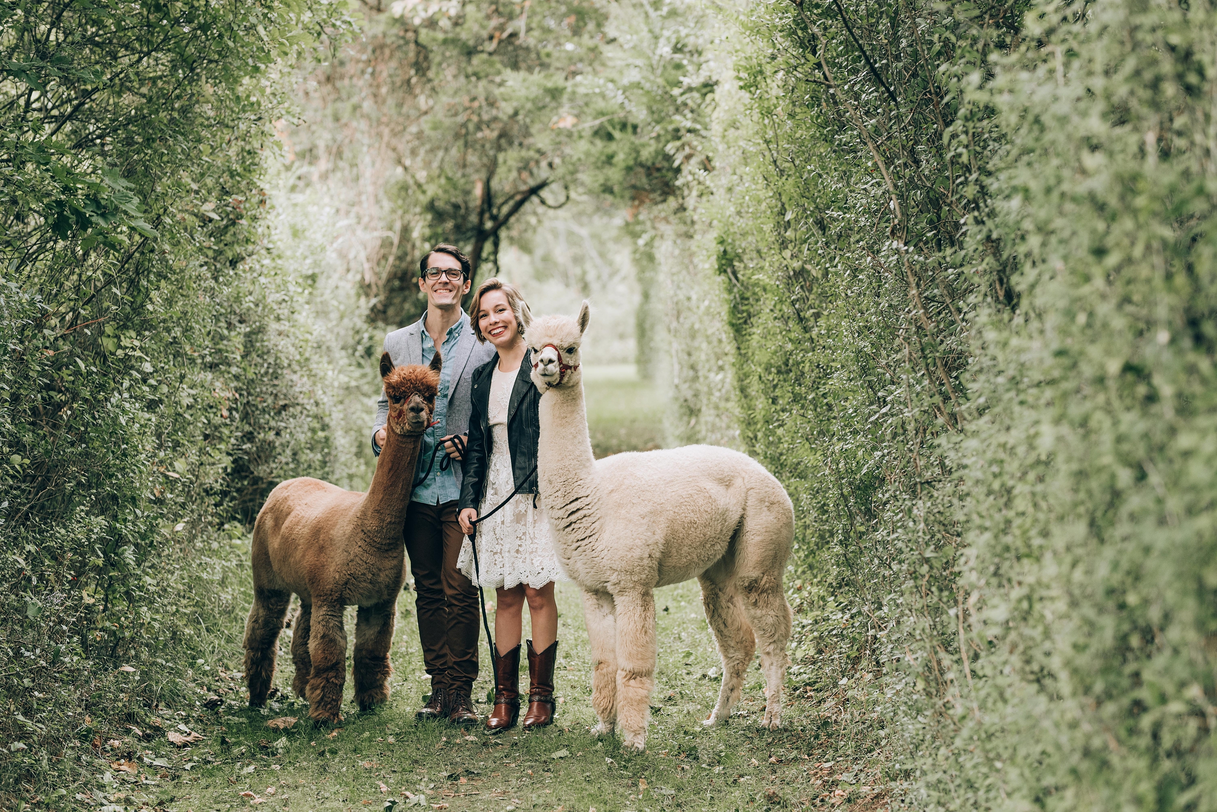 Joyful Autumn Alpaca Engagement Shoot