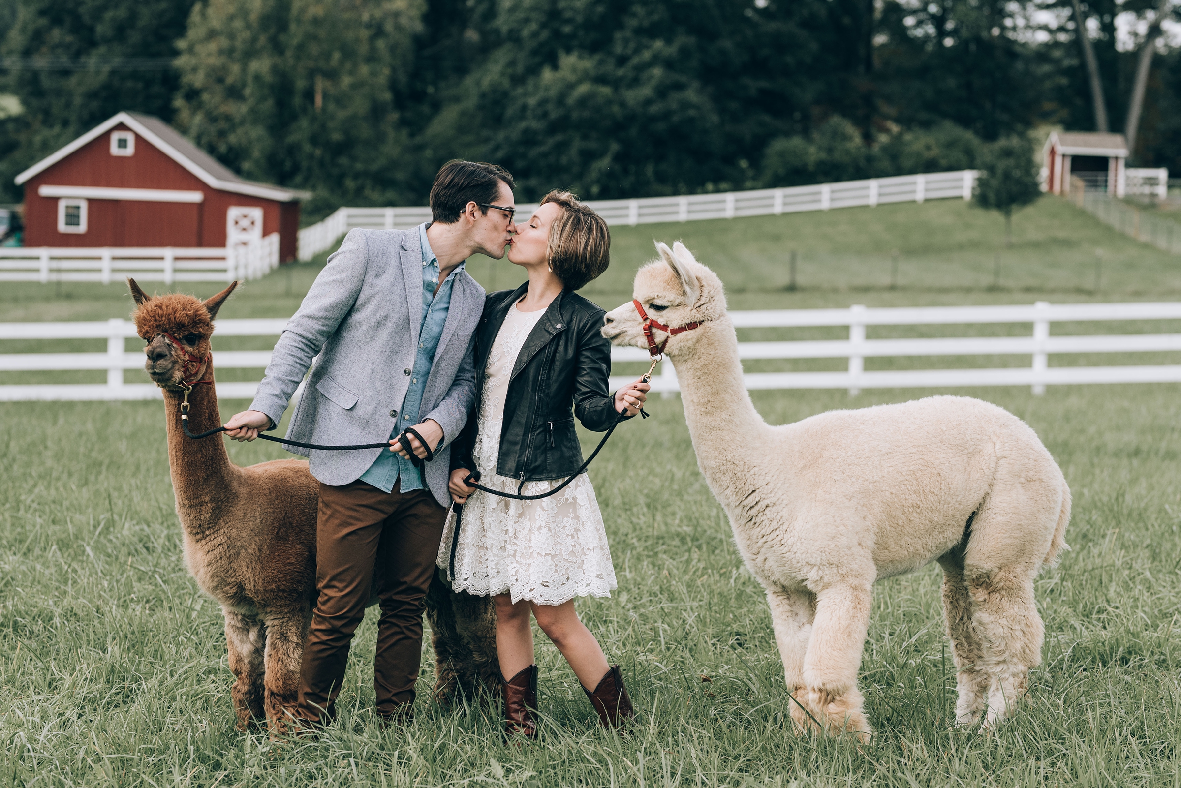 Joyful Autumn Alpaca Engagement Shoot