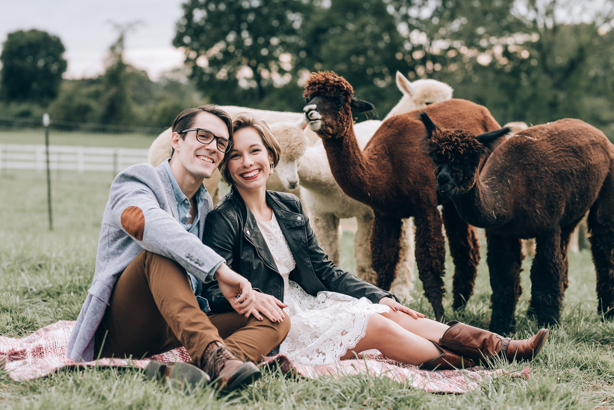 Joyful Autumn Alpaca Engagement Shoot