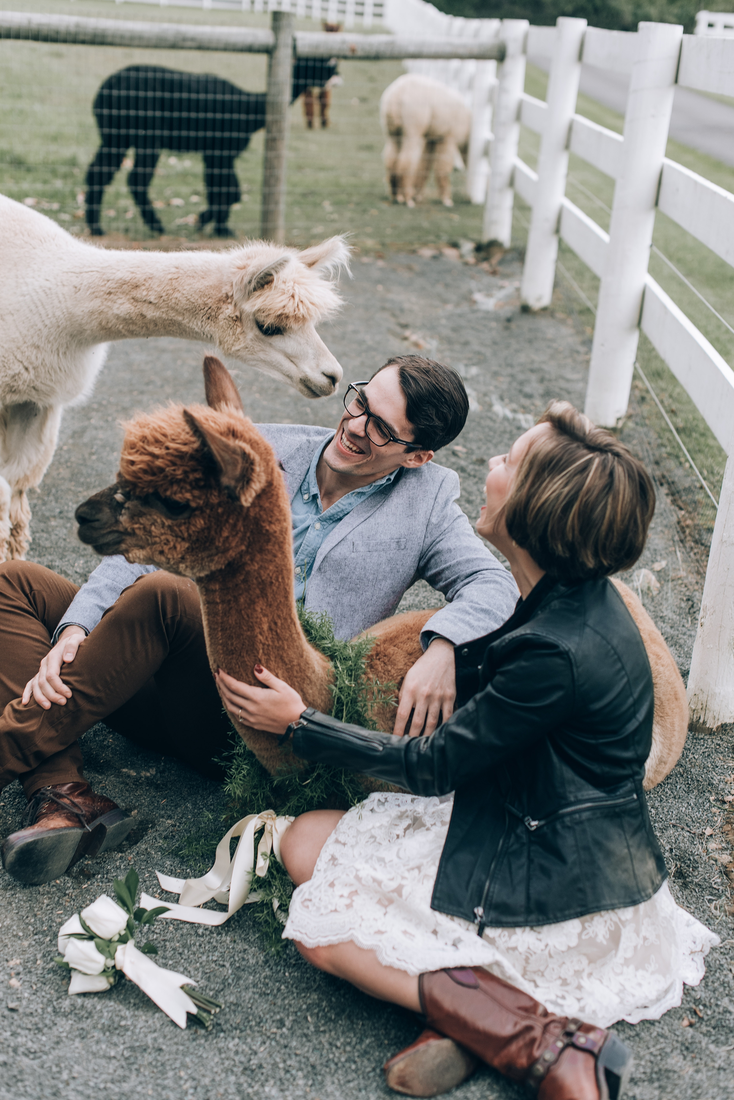 Joyful Autumn Alpaca Engagement Shoot
