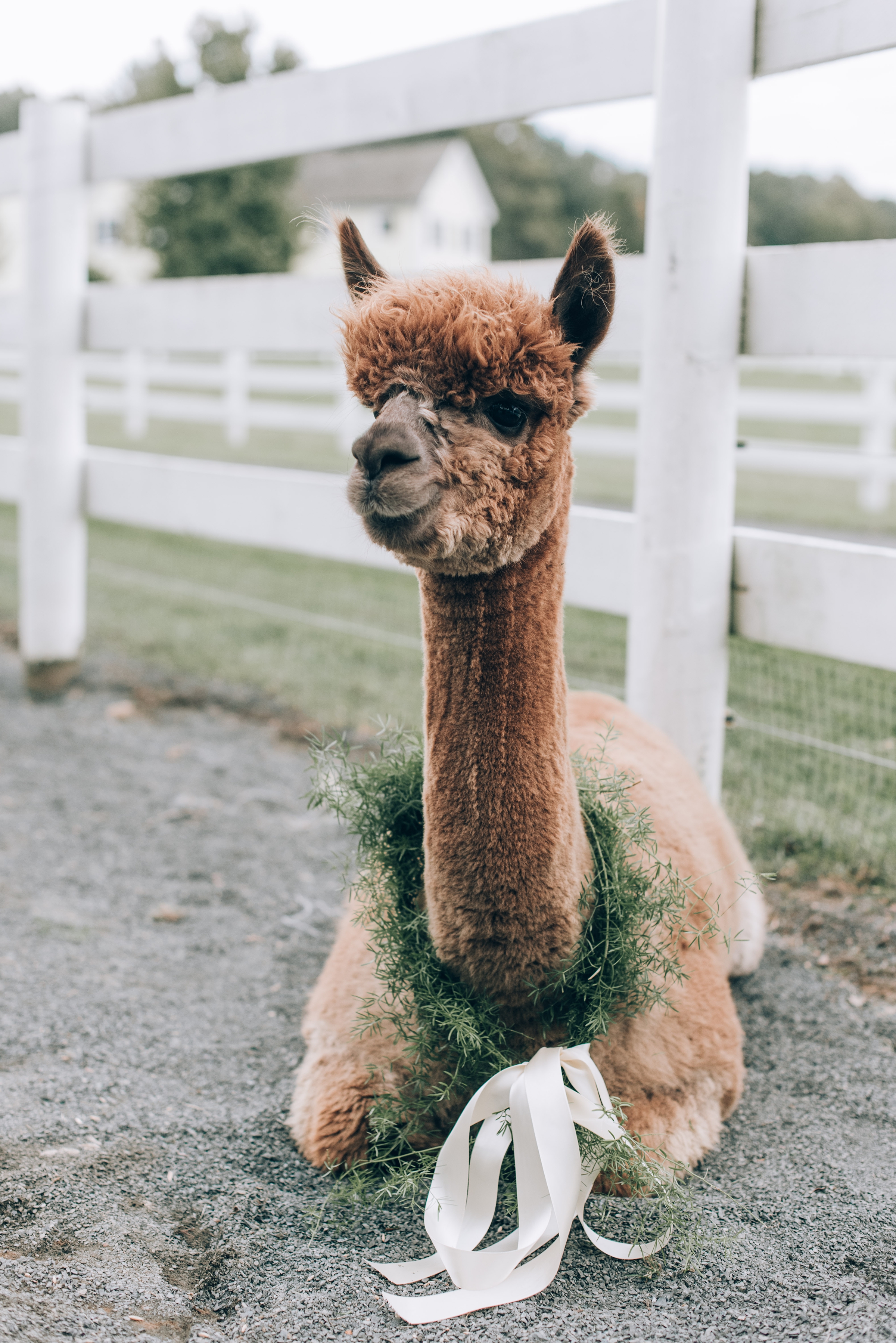 Joyful Autumn Alpaca Engagement Shoot