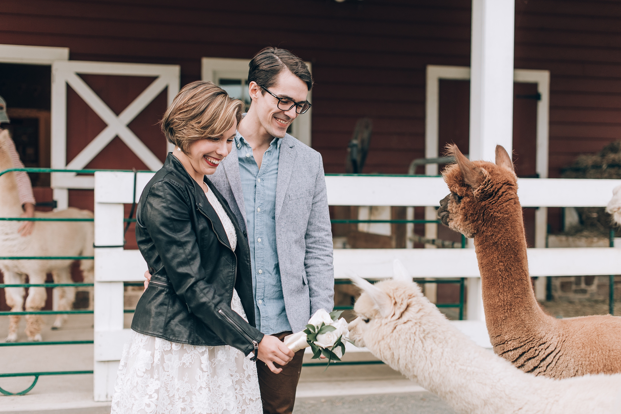 Joyful Autumn Alpaca Engagement Shoot